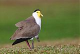 Masked Lapwing